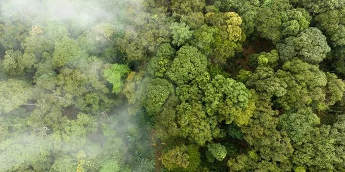émissions de GES et captation de carbone